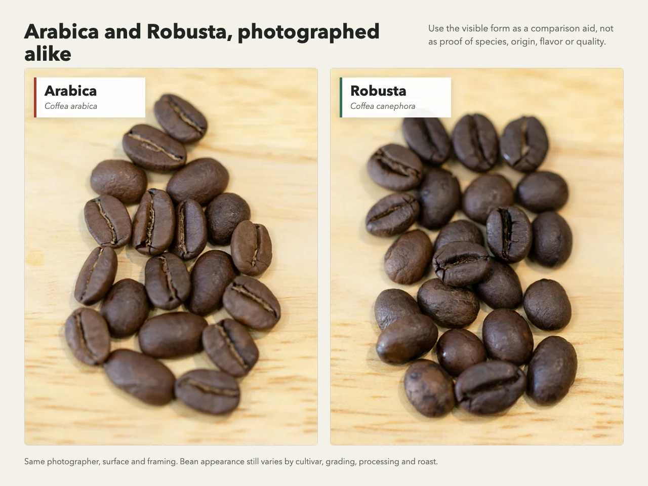 Side-by-side roasted Arabica and Robusta beans photographed on the same light wood surface.