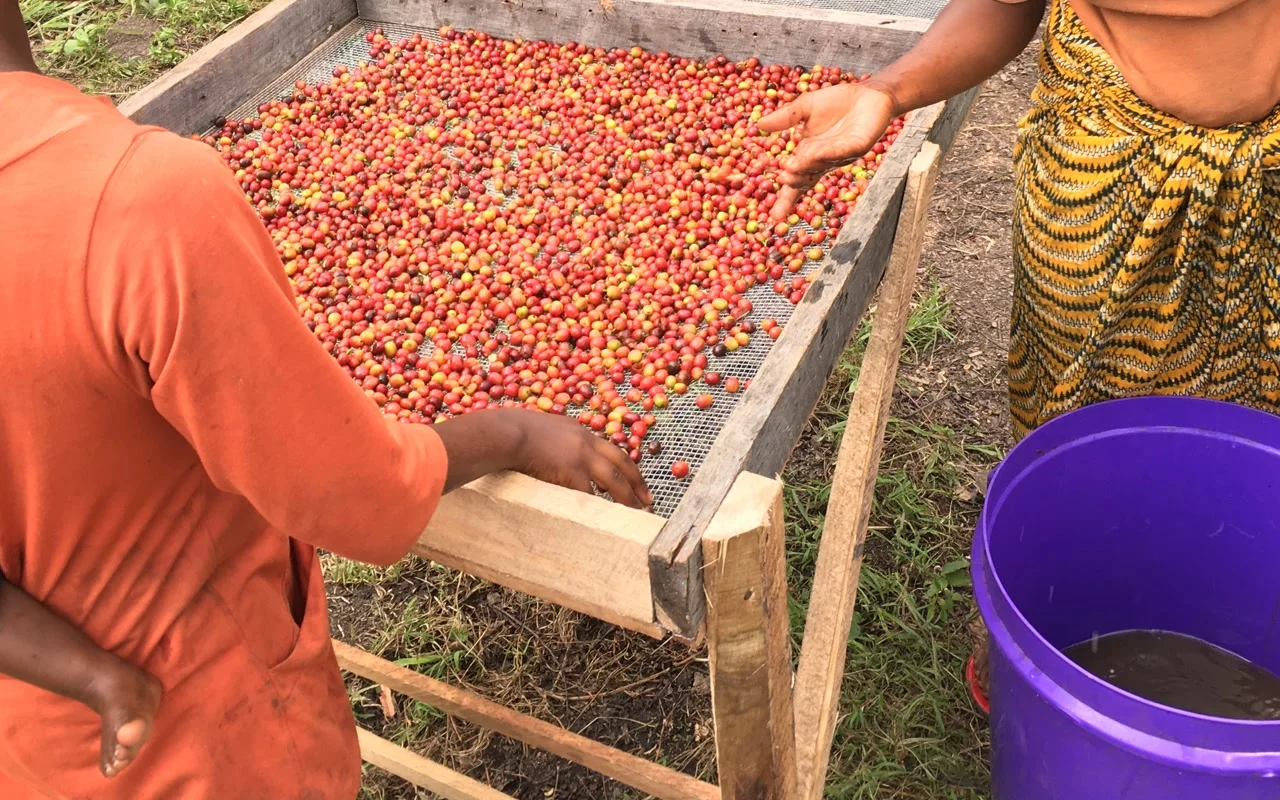 Workers handling whole coffee cherries on a raised drying bed in Uganda