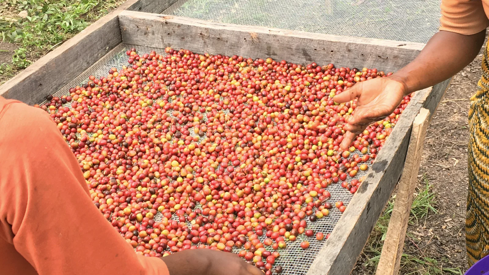 Coffee cherries spread on a raised drying bed