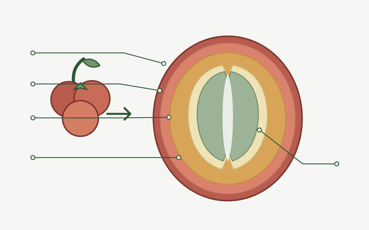 Cherry anatomy still — do not confuse a valve diagram with a fruit diagram; the lock-nut is on the boiler